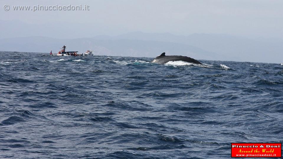 ECUADOR - Whale watching in Puerto Lopez - 03.jpg